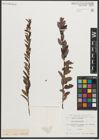 Foto von Salix myrtilloides L.